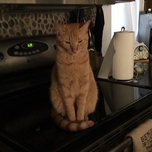 Meet your Posher, Cindy